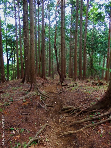 塔ノ岳の山道