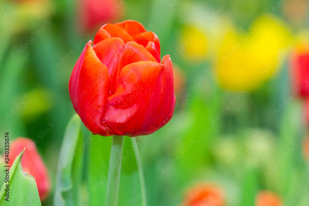 Red Tulips with beautiful in the garden. Red Tulips with beautiful in the garden.