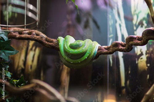 Green snake resting on a branch in a terrarium at the zoo