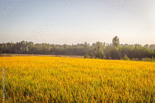 Terraced golden coloured rice field with clear skies in the backdrop in Srinagar, Kashmir