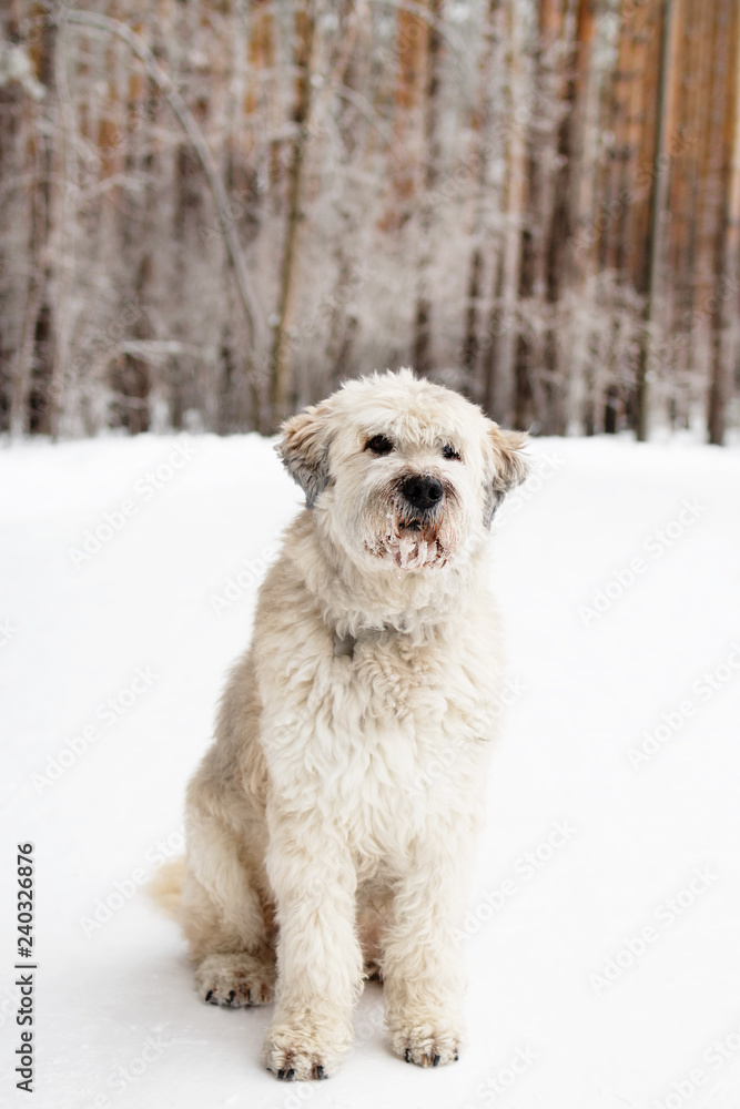 Portrait of South Russian Shepherd Dog for a walk in a winter forest. Portrait of South Russian Shepherd Dog for a walk in a winter forest.
