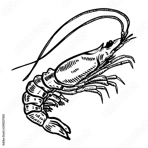 Shrimp illustration on white background. Design element for logo, label, emblem, sign, poster, t shirt.