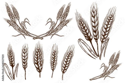 Set of wheat spikelet illustrations on white background. Design element for poster, card, banner, flyer.
