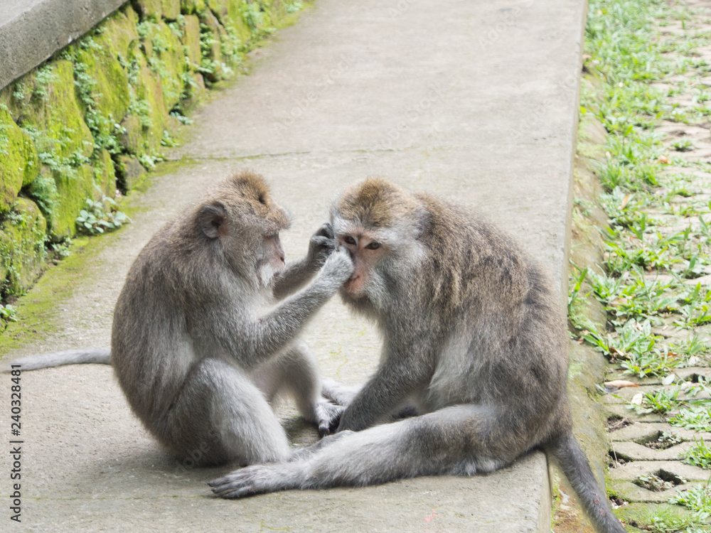 Two macaque monkeys grooming