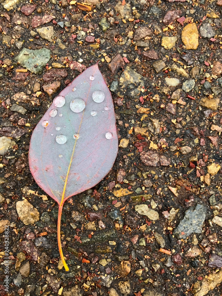 Leaf on the ground with water droplets Leaf on the ground with water droplets