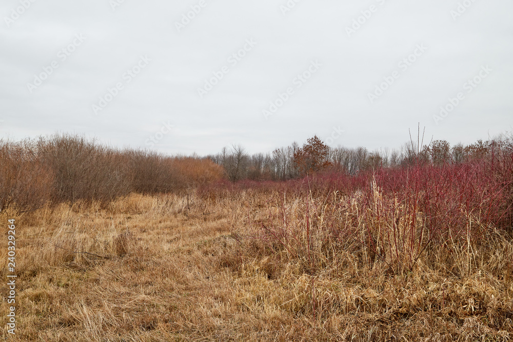 Yellow landscape in autumn cloudy day with yellow grass and trees background Yellow landscape in autumn cloudy day with yellow grass and trees background