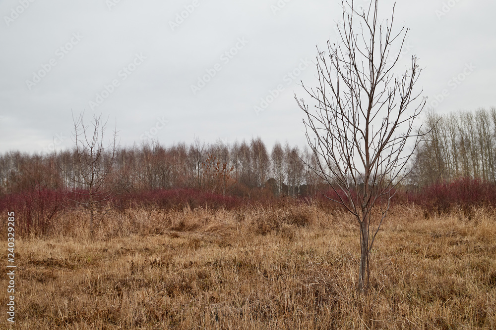 Yellow landscape in autumn cloudy day with yellow grass and trees background Yellow landscape in autumn cloudy day with yellow grass and trees background