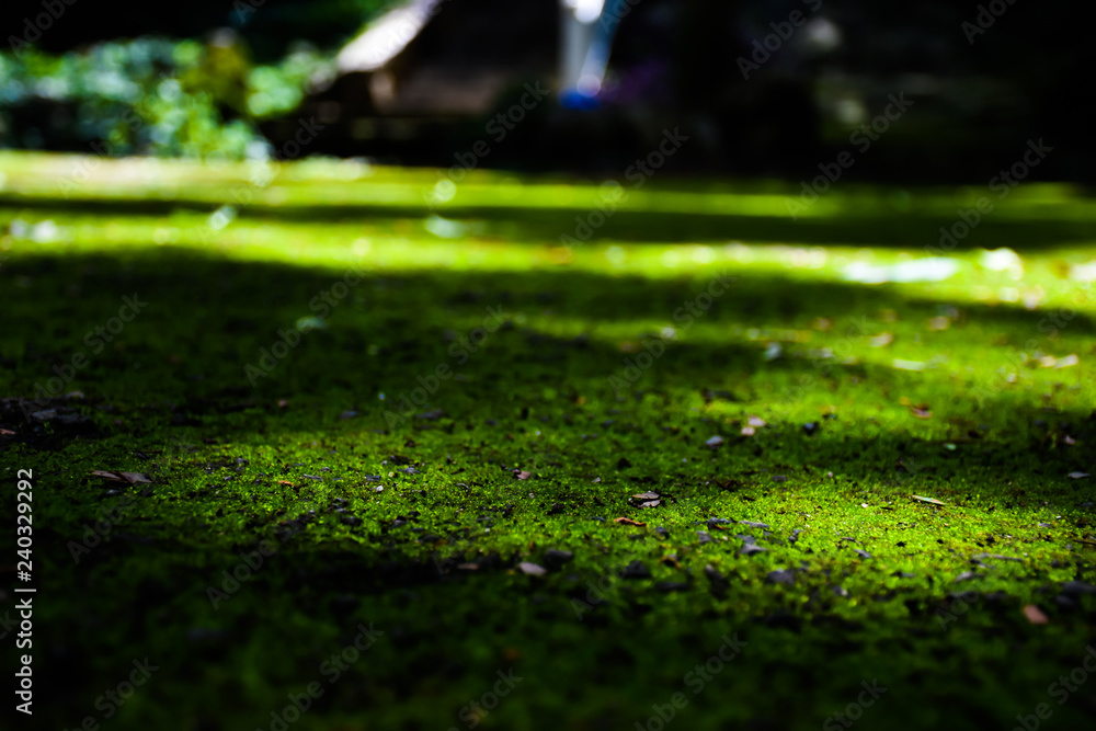 Naklejka premium Moss on the floor with light.