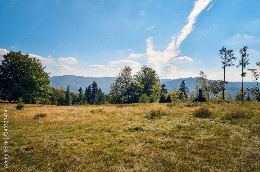 Obraz premium Beautiful mountain landscape. Glade in the mountains in a summer scenery.
