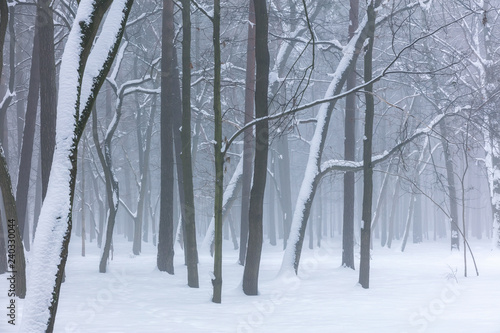foggy winter forest with frozen trees and snow on ground © Mr Twister