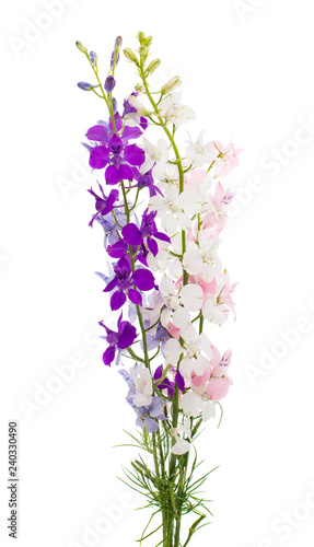 Wild flowers isolated