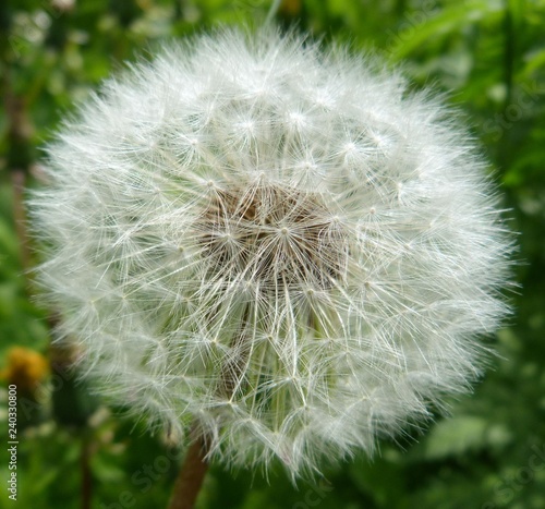 white fluffy dandelion close-up on a green background summer sun spring wild flowers weed down