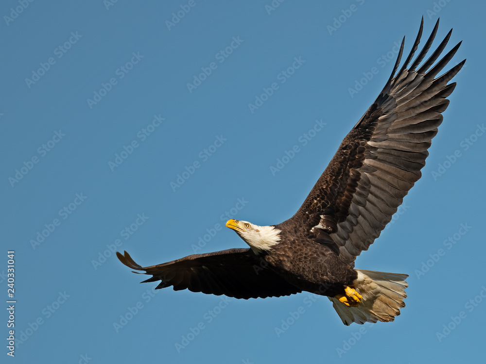 Obraz premium Bald Eagle in Flight