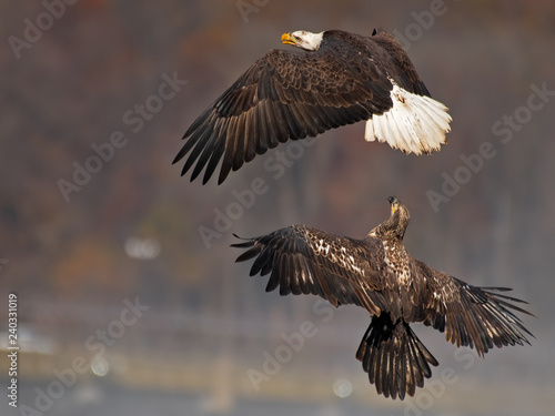 Bald Eagles Battle in Flight