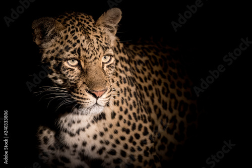 Close up portrait of adult female leopard in spotlight during night game drive. photo