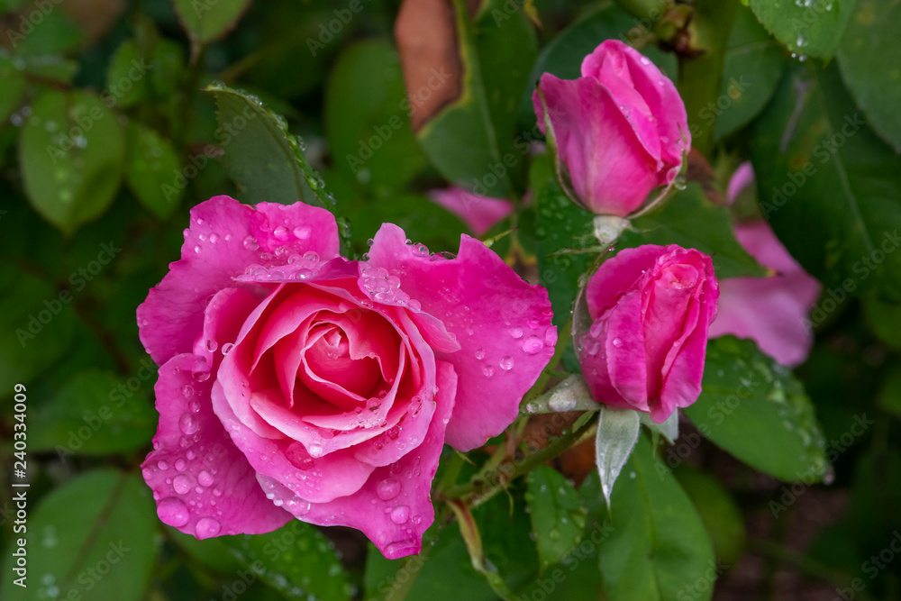 Morning Dew Drops Morning Dew Drops