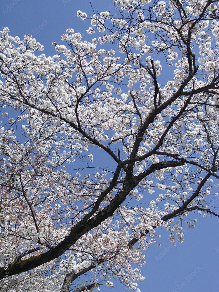 青空と桜