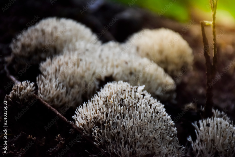 Wild mushroom that grows on damp ground in the wild. Wild mushroom that grows on damp ground in the wild.
