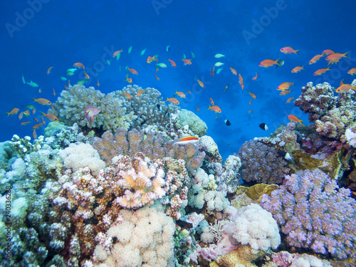 Fototapeta Naklejka Na Ścianę i Meble -  Colorful coral reef at the bottom of tropical sea, underwater landscape