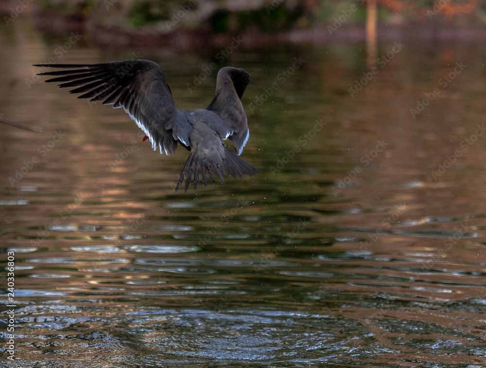 White, Black and Red Plumage on an Arctic Tern Flying over a Pond White, Black and Red Plumage on an Arctic Tern Flying over a Pond