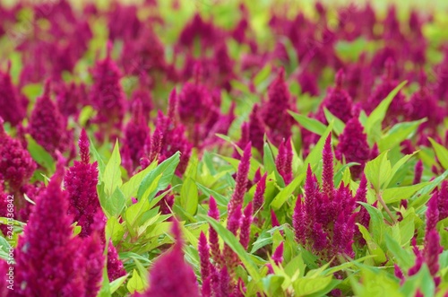 purple flowers 