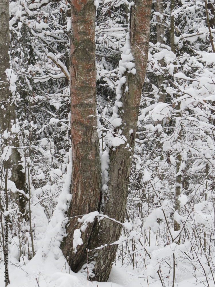 Winter forest. Snow. (The Vast Russia! Sergey, Bryansk.) Winter forest. Snow. (The Vast Russia! Sergey, Bryansk.)