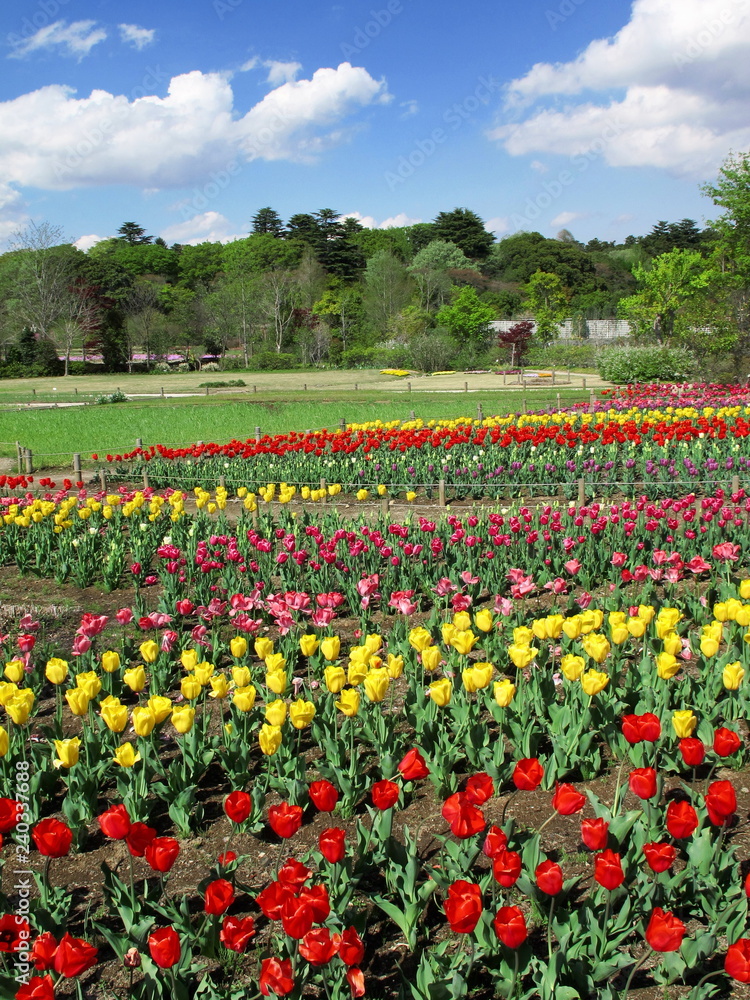 公園のチューリップ畑風景