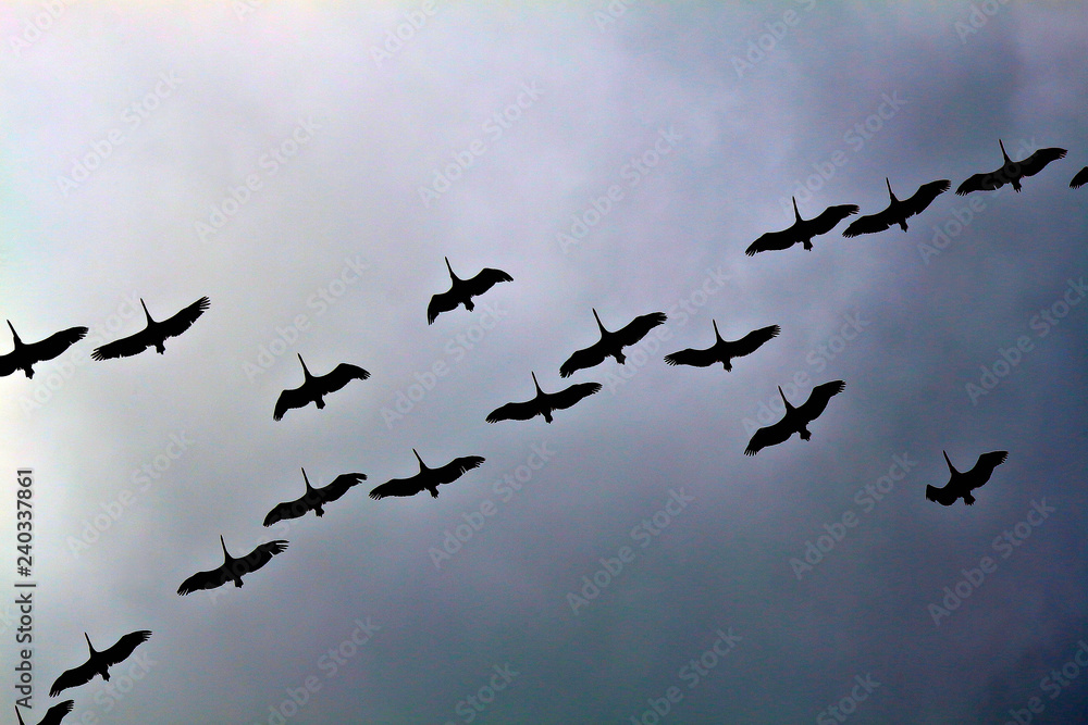 Fototapeta premium Silhouettes of a flock of pelicans flying in the overcast sky