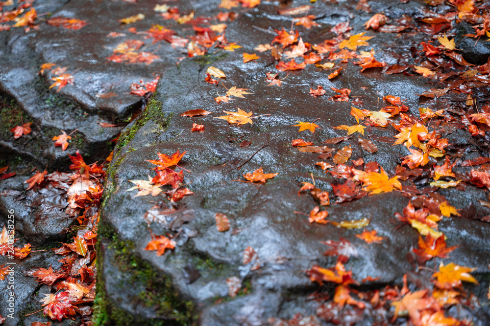 紅葉と岩