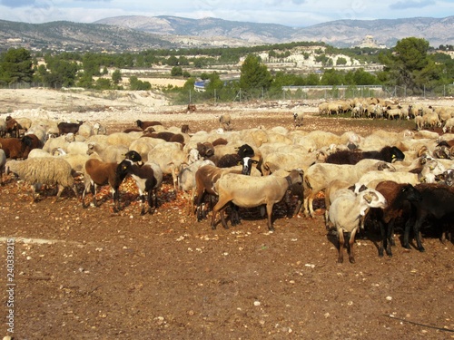 flock of sheep in field