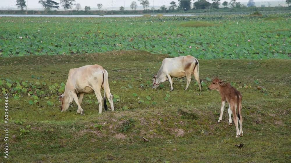 cows eating grass on meadow farm in Thailand cows eating grass on meadow farm in Thailand
