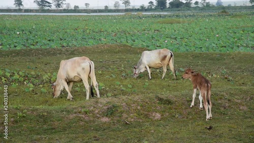 Wallpaper Mural cows eating grass on meadow farm in Thailand   Torontodigital.ca