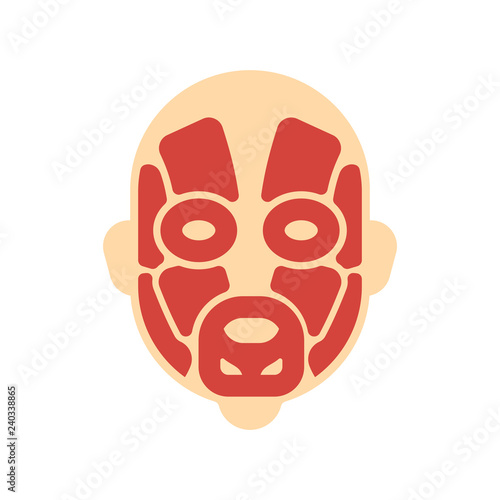 Head muscles system human body system. Face Muscular anatomy 