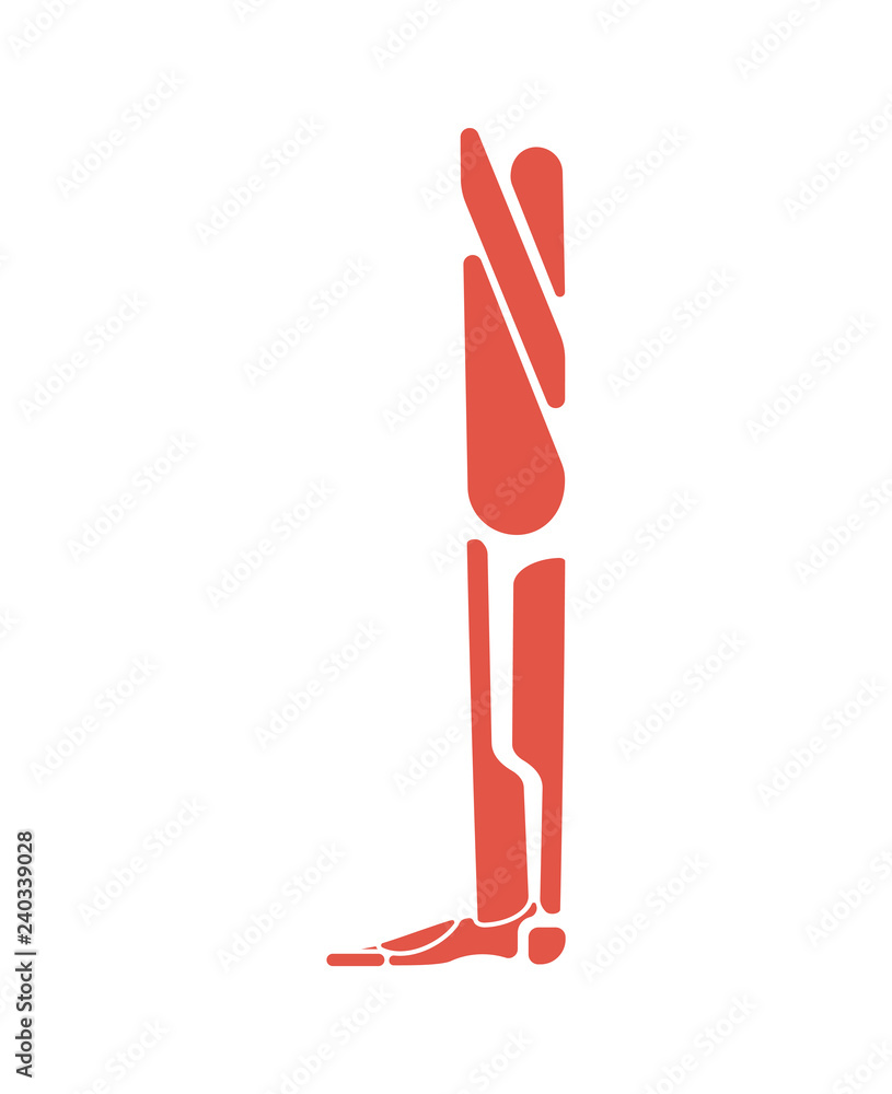 Leg muscles system human body system. foot Muscular anatomy Leg muscles system human body system. foot Muscular anatomy