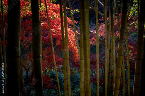 Bild auf Leinwand 紅葉