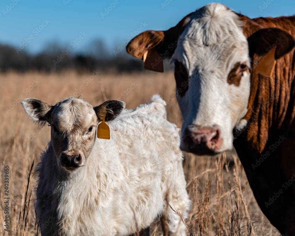 Obraz premium White calf with mother