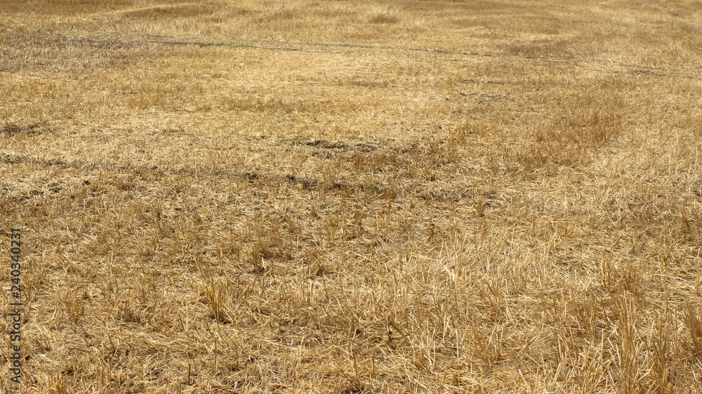 Fototapeta premium Wonderful landscape. Yellow fields of wheat after harvest.