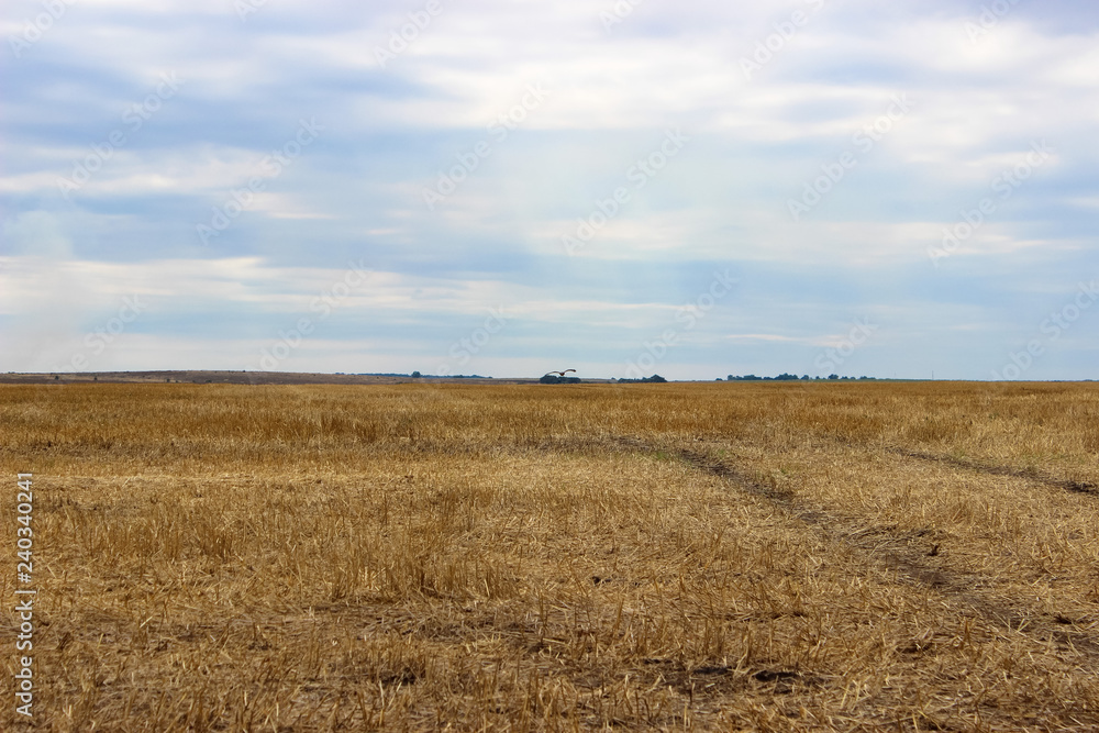 A wonderful landscape. A big yellow field of wheat after harvesting and overcast sky in the background.