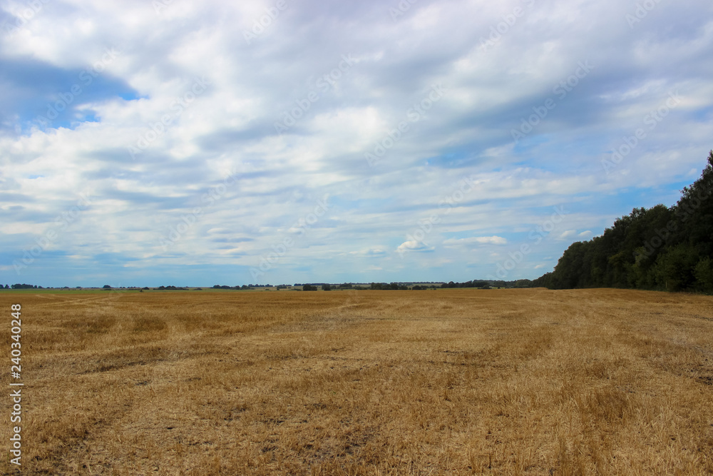 A wonderful landscape. A big yellow field of wheat after harvesting and overcast sky in the background.