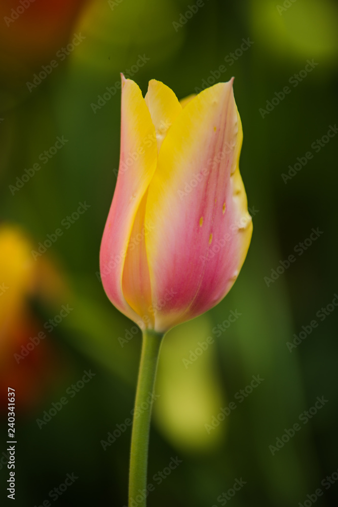 Garvin Woodland Gardens Tulip Festival Garvin Woodland Gardens Tulip Festival