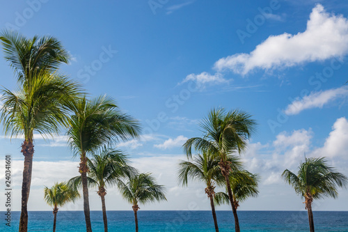 Palm Trees with the Caribbean sea behind © lemanieh