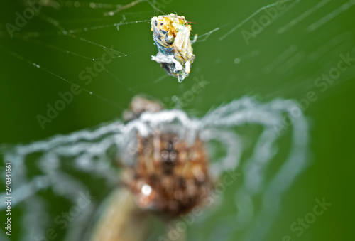 Macro Photo of Little Insect Stuck on The Spider Web with Spider Background
