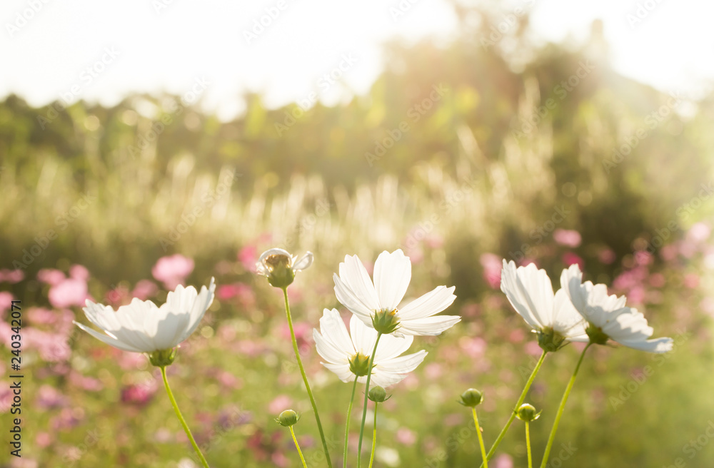 Obraz premium Cosmos flowers in the field of Lumphun province countryside Thailand
