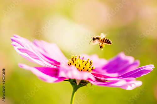 Cosmos flower and bee in the field of Lumphun province countryside Thailand © lightofchairat