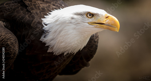 Weißkopfseeadler