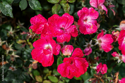 Εκτύπωση καμβά Spray Rose Blossoms