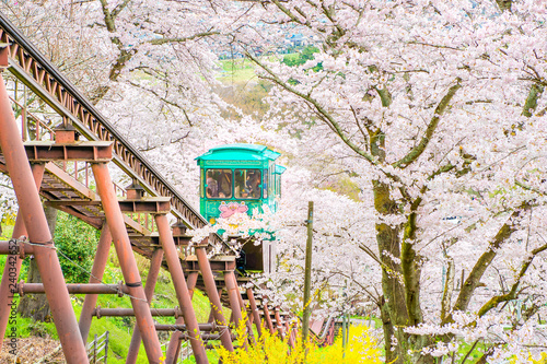 Japan - April 12, 2019 : Thousands of Sukura Trees Tunnel in 
 Funaoka Castle Ruins Park fully blooming in mid April, One of most famous tourist destination for sakura sightseeing in Miyagi, Sendai