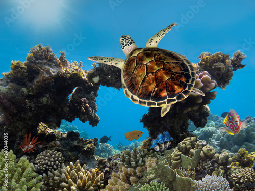 Green sea turtle swimming in ocean sea
