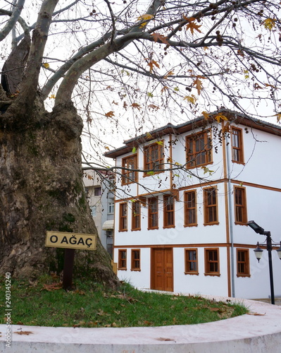 old wooden house and that tree