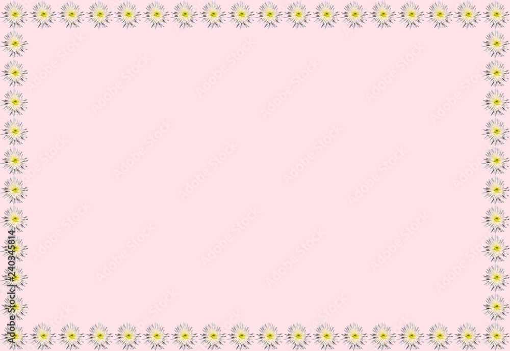 Frame of chrysanthemum flowers on pink background
